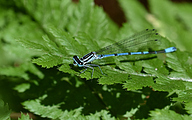 Azure Bluet (Male, Coenagrion puella)